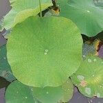 Nelumbo nucifera 葉