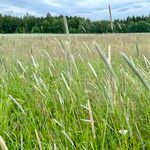 Phleum phleoides Floro