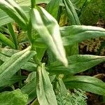 Camelina sativa Leaf