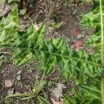 Acanthus montanus Leaf