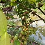 Syzygium aqueum Фрукт