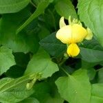 Vigna luteola Flower