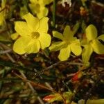 Jasminum nudiflorum Blüte