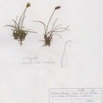 Carex macrostylos Vivejo