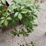 Parthenocissus quinquefoliaDeilen