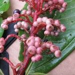 Miconia trinervia Fruit