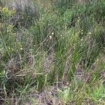 Scirpoides holoschoenus Habit