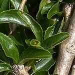 Rhamnus saxatilis Fuelha