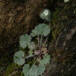 Androsace rotundifolia Yeri