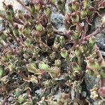 Mesembryanthemum nodiflorum Hoja