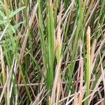 Eleocharis dulcis Лист