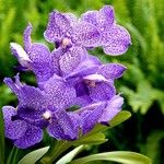 Vanda coerulescens Cvet