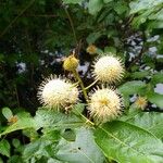 Cephalanthus occidentalis Плод