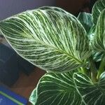 Calathea sanderiana Hoja