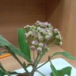 Pluchea carolinensis Flor