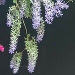 Petrea volubilis Leaf