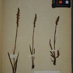 Spiranthes aestivalis Other