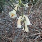 Eremophila oppositifolia Fleur