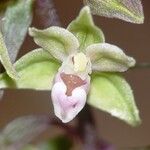 Epipactis purpurata Flower