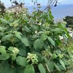 Solanum abutiloides Hábitos