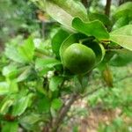 Pyrostria commersonii Fruit