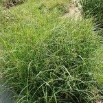 Cyperus longus 整株植物