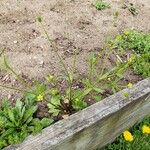 Ranunculus abortivus Plante entière