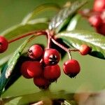 Cotoneaster salicifolius Φρούτο