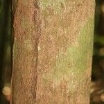 Mouriri nervosa Kabuk