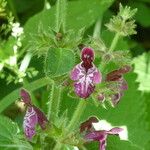 Stachys sylvatica Fleur