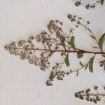 Spiraea albaЦветок