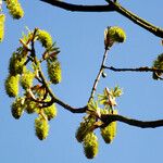 Acer macrophyllum 花