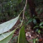 Pouteria coriacea Hoja