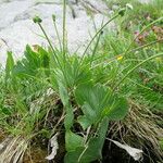 Ranunculus hybridus 葉