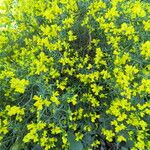 Genista lydia Habitatea