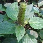 Acalypha alopecuroidea Хабит