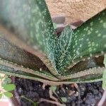 Gasteria obliqua Leaf