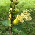 Lafoensia punicifolia Кветка