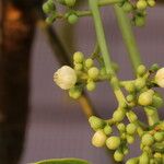 Khaya anthotheca Floro