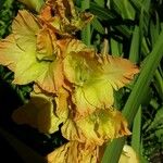 Gladiolus dalenii Floare