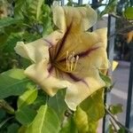 Solandra maximaFlower