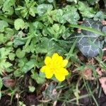 Ranunculus ficariaFlower