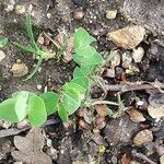 Lathyrus aphaca Blad