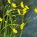 Ranunculus flammula Fula