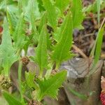 Chenopodium capitatum Leaf