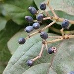 Viburnum rugosum Fruit