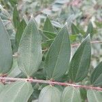 Coriaria japonica Blatt