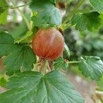 Ribes uva-crispa Vrucht