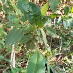 Ilex mitis Lapas