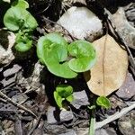 Dichondra carolinensis Feuille